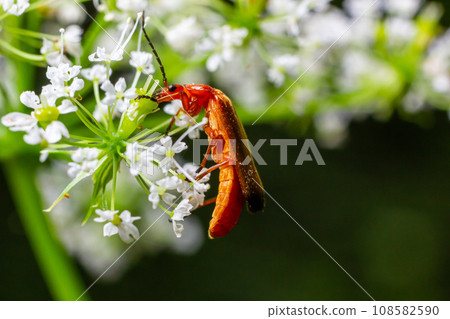Common red soldier beetle Rhagonycha fulva Common red soldier beetle Rhagonycha fulva 108582590