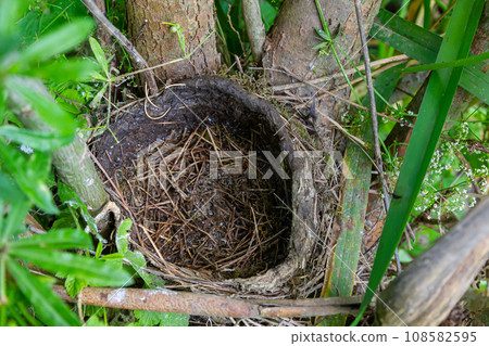A blackbird's nest was left among the thickets of trees A blackbird's nest was left among the thickets of trees 108582595