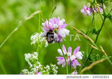 Closeup on a European small garden bumblebee, Bombus hortorum, drinking nectar form a purple thistle flower 108582601