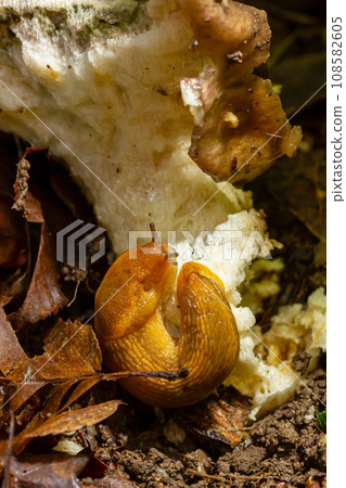 Slug, Dusky Arion, Arion subfuscus, Terrestrial Snail eating a mushroom in the forest Slug, Dusky Arion, Arion subfuscus, Terrestrial Snail eating a mushroom in the forest 108582605