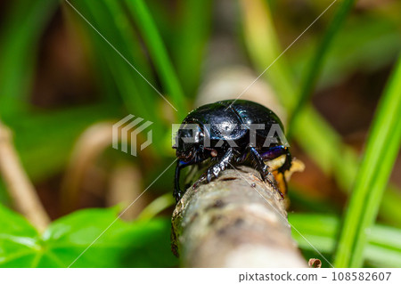 Earth boring dung beetles, Anoplotrupes stercorosus 108582607