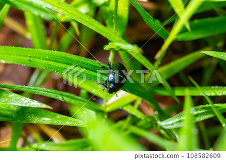 Earth boring dung beetles, Anoplotrupes stercorosus Earth boring dung beetles, Anoplotrupes stercorosus 108582609