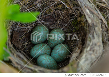 Nest of a thrush with blue eggs on a branch of a bush in spring 108582616