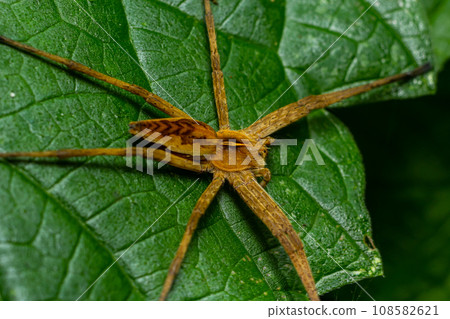The nursery web spider Pisaura mirabilis is a spider species of the family Pisauridae 108582621