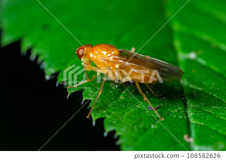 Male common fruit fly Drosophila Melanogaster sitting on a blade of grass with green foliage background Male common fruit fly Drosophila Melanogaster sitting on a blade of grass with green foliage background 108582626
