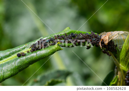 The black bean aphid Aphis fabae is a member of the order Hemiptera. Other common names include blackfly, bean aphid and beet leaf aphid. It is pest of many crops 108582628