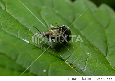 Macro of a Snout Beetle resting on a leaf Macro of a Snout Beetle resting on a leaf 108582636