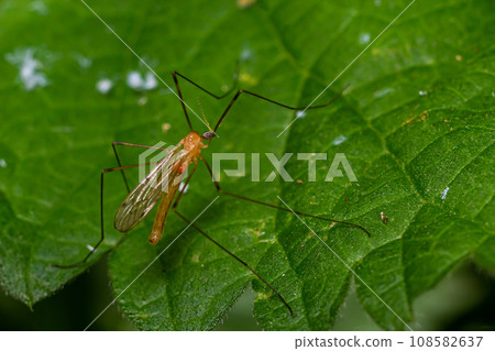 The insect, the Limonia stork fly in the family Limoniidae, has a very small body with orange coloration and long stilt legs and large black eyeballs 108582637