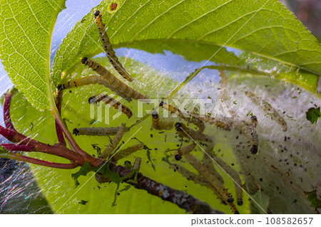 Group of Larvae of Bird-cherry ermine Yponomeuta evonymella pupate in tightly packed communal, white web on a tree trunk and branches among green leaves in summer Group of Larvae of Bird-cherry ermine Yponomeuta evonymella pupate in tightly packed communal, white web on a tree trunk and branches among green leaves in summer 108582657