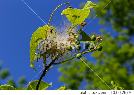 Group of Larvae of Bird-cherry ermine Yponomeuta evonymella pupate in tightly packed communal, white web on a tree trunk and branches among green leaves in summer Group of Larvae of Bird-cherry ermine Yponomeuta evonymella pupate in tightly packed communal, white web on a tree trunk and branches among green leaves in summer 108582659