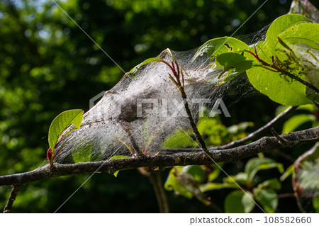 Group of Larvae of Bird-cherry ermine Yponomeuta evonymella pupate in tightly packed communal, white web on a tree trunk and branches among green leaves in summer Group of Larvae of Bird-cherry ermine Yponomeuta evonymella pupate in tightly packed communal, white web on a tree trunk and branches among green leaves in summer 108582660