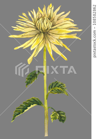 Yellow flower isolated on grey background Yellow flower isolated on grey background 108582862