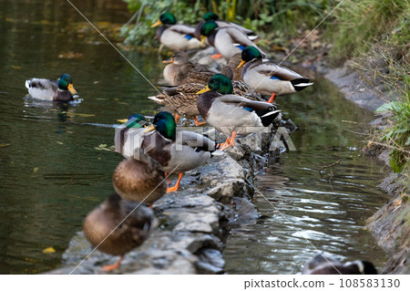 A family of ducks, geese swims in a water channel, river, lake. Lots of reeds and water lilies. Beautiful ducks float along the river, lake, water channel. Ducks are beautifully reflected in water. 108583130