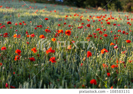 Beautiful red poppies at sunset. Field with blooming poppies. Green stems and red flowers. Beautiful field with poppies at sunset. The rays of the sun illuminate the blooming, red poppies. Beautiful red poppies at sunset. Field with blooming poppies. Green stems and red flowers. Beautiful field with poppies at sunset. The rays of the sun illuminate the blooming, red poppies. 108583131