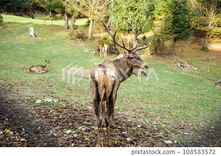 Wild old male red deer is looking to camera by the female red deer on green grass. Wild old male red deer is looking to camera by the female red deer on green grass. 108583572