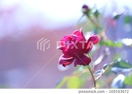 A red rose A red rose 108583672