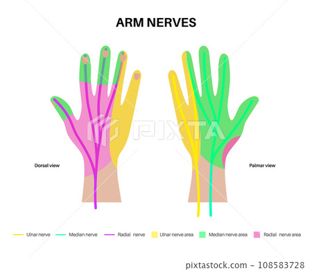 Nerves of the hand Nerves of the hand 108583728