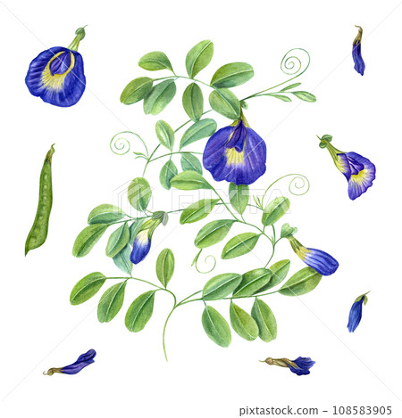 Climbing blue clitoria ternatea in full bloom. Green leaves, flowers, buds. Dried flower, pod, leaf. Bending branches of Asian plant. Butterfly pea flower, anchan. Watercolor illustration 108583905
