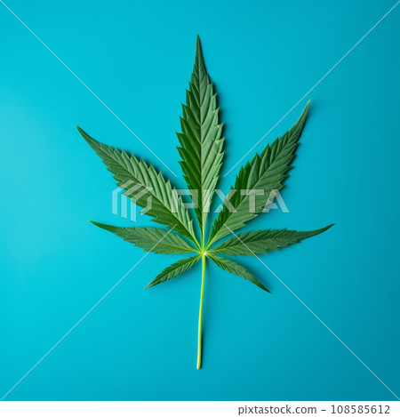 A cannabis leaf on a bright background. Minimalism. A cannabis leaf on a bright background. Minimalism. 108585612