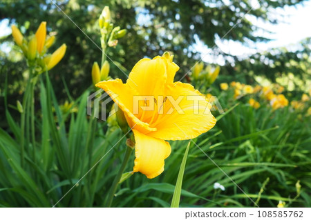 Daylily, or beautiful lemon-yellow, is a beautifully flowering perennial herbaceous plant. Long thin green leaves. Flowering as a hobby. Hemerocallis lilioasphodelus yellow variety. 108585762