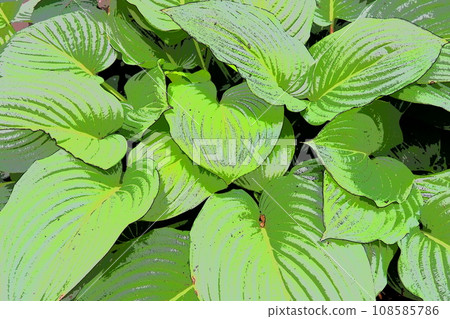 Hosta is a genus of perennial herbaceous plants in the family Asparagus formerly included in the family Liliaceae. Large hosta leaves. Floriculture and landscape design. Monochrome green tone 108585786