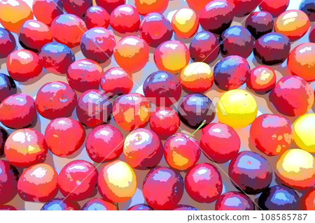 Cherry plum on a white background. A yellow-red cherry plum mix just removed from a tree. Delicious fresh plum berries. Appetizing large cherry plum for sale catalog. Food on a white background 108585787