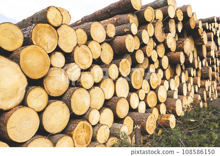 deforestation for roads, wood harvesting, wood as a renewable biological resource, deforestation area for highways, construction of toll roads, land acquisition for the construction of a major road deforestation for roads, wood harvesting, wood as a renewable biological resource, deforestation area for highways, construction of toll roads, land acquisition for the construction of a major road 108586150