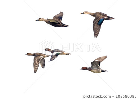 Cutout image of flying wigeon and spot-billed duck 108586383