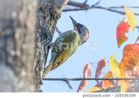 棲息在樹幹上的綠色啄木鳥 108586384