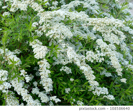 Flowering branches of Spiraea 108586640