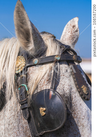 Grey Horse,Close-up of horse. portrait of grey horse. Grey Horse,Close-up of horse. portrait of grey horse. 108587200