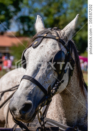 Grey Horse,Close-up of horse. portrait of grey horse. 108587202