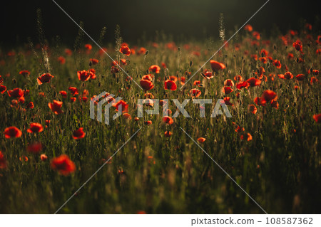 Red poppies field. The Sun setting on a field of poppies in the countryside 108587362