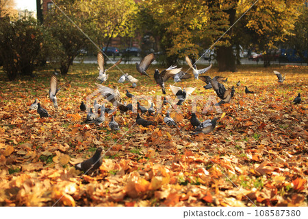 A large flock of pigeons takes off from the ground into the air in the park in the fall. Flying wild pigeons, spring landscape A large flock of pigeons takes off from the ground into the air in the park in the fall. Flying wild pigeons, spring landscape 108587380