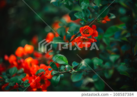 close up branch with a lot of red flowers. selective focus 108587384