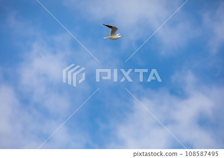 Bird Flying SEAGULL Isolated Sky Symbol of Freedom Concept. white seagull in the sky 108587495