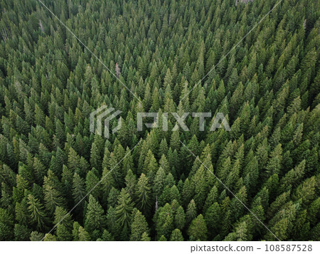 Aerial top view pine forest. Texture of coniferous forest view from above. Green background nature. Picture taken using drone Aerial top view pine forest. Texture of coniferous forest view from above. Green background nature. Picture taken using drone 108587528