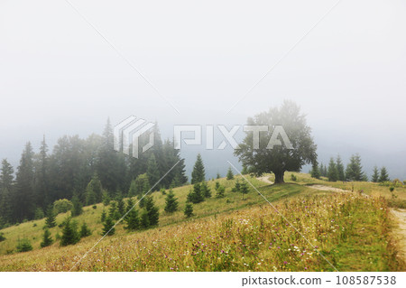 mountainous countryside in summertime. path uphill in to the distance. trees on the rolling hills. ridge in the distance. clouds on the sky. beautiful rural landscape of carpathians. Ukraine, Europe 108587538