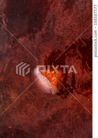 jellyfish medusa in red algae background, black sea jellyfish medusa in red algae background, black sea 108587577