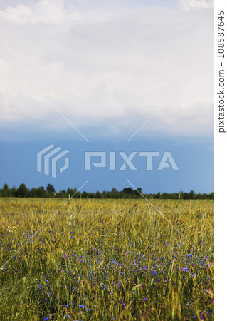 green wheat field and cloudy sky. Sown farm field with wheat and cereal. Spikelets of barley and oats. Agricultural garden with bread for food. Industrial stock theme green wheat field and cloudy sky. Sown farm field with wheat and cereal. Spikelets of barley and oats. Agricultural garden with bread for food. Industrial stock theme 108587645