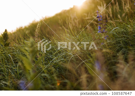 Selective soft focus of dry grass, violet blue vibrant wildflowers, stalks blowing in the wind at golden sunset light, blurred hills on background, copy space. Nature, summer, grass concept. Selective soft focus of dry grass, violet blue vibrant wildflowers, stalks blowing in the wind at golden sunset light, blurred hills on background, copy space. Nature, summer, grass concept. 108587647
