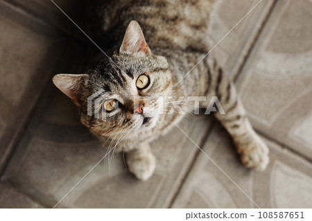 Purebred british shorthair cat lying down, looking at camera. cute adorable pet cat. 108587651