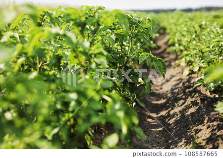 Young potato plant growing on the soil.Potato bush in the garden.Healthy young potato plant in organic garden. Organic farming. Field of green potato bushes. selective focus. cope space 108587665
