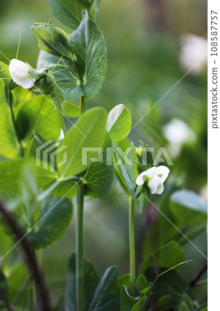 flowering garden pea, pisum sativum, in the garden. pea plant blossom. close up. 108587757