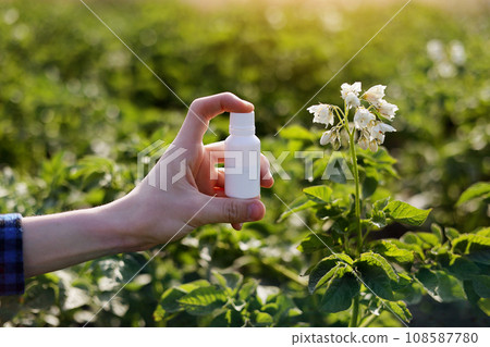 Garden season problems and solution. Cropped photo hand of farmer holds white bottle with mock up for poison, pesticide liquid from plant diseases and pests on natural potatoes blooming background 108587780