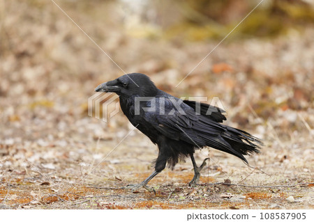 Portrait of the common raven Corvus corax, , all-black largest passerine bird. Portrait of the common raven Corvus corax, , all-black largest passerine bird. 108587905