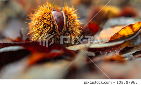 Chestnut hedgehog 108587965