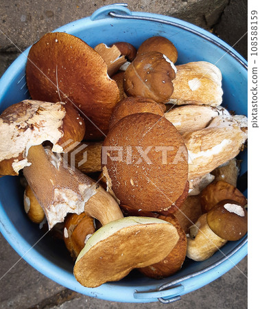 Many different forest mushrooms. porcini mushrooms, the smell of the forest, 108588159