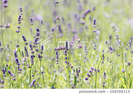 field of lavender or sage. flowering medicinal plants in wild. fragrant purple flowers in meadow field of lavender or sage. flowering medicinal plants in wild. fragrant purple flowers in meadow 108588313