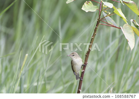 澳洲蘆葦鶯 108588767